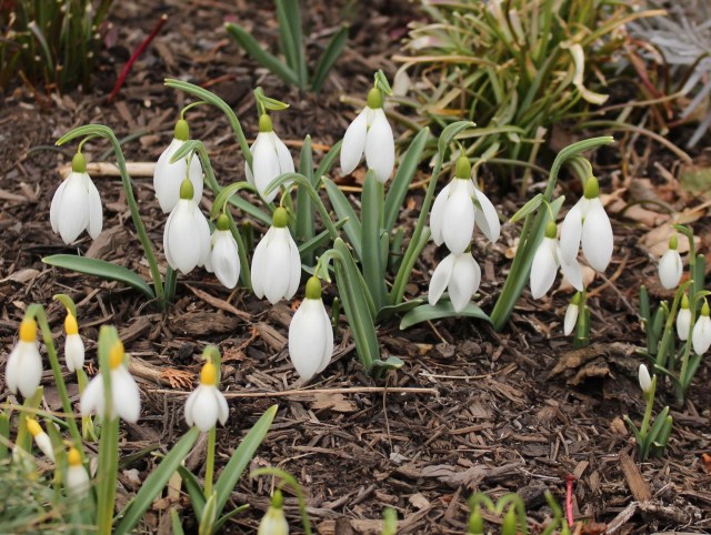 galanthus bill bishop