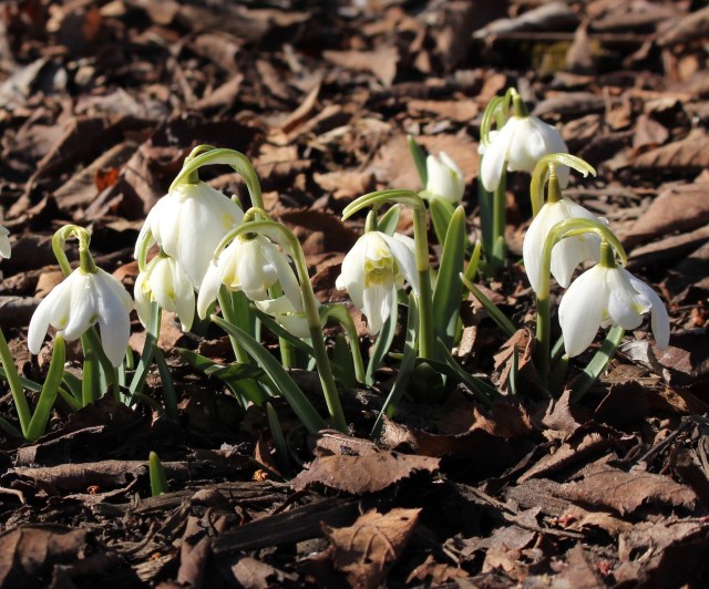 galanthus lady elphinstone