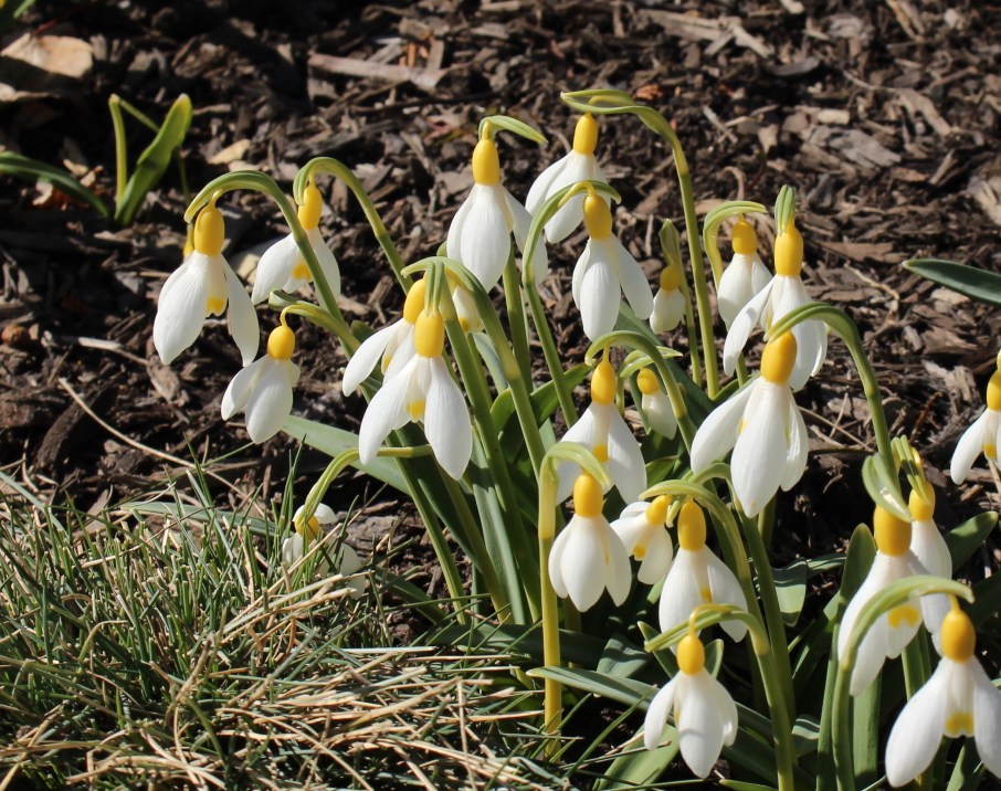 galanthus primrose warburg