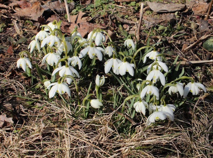 galanthus flore pleno