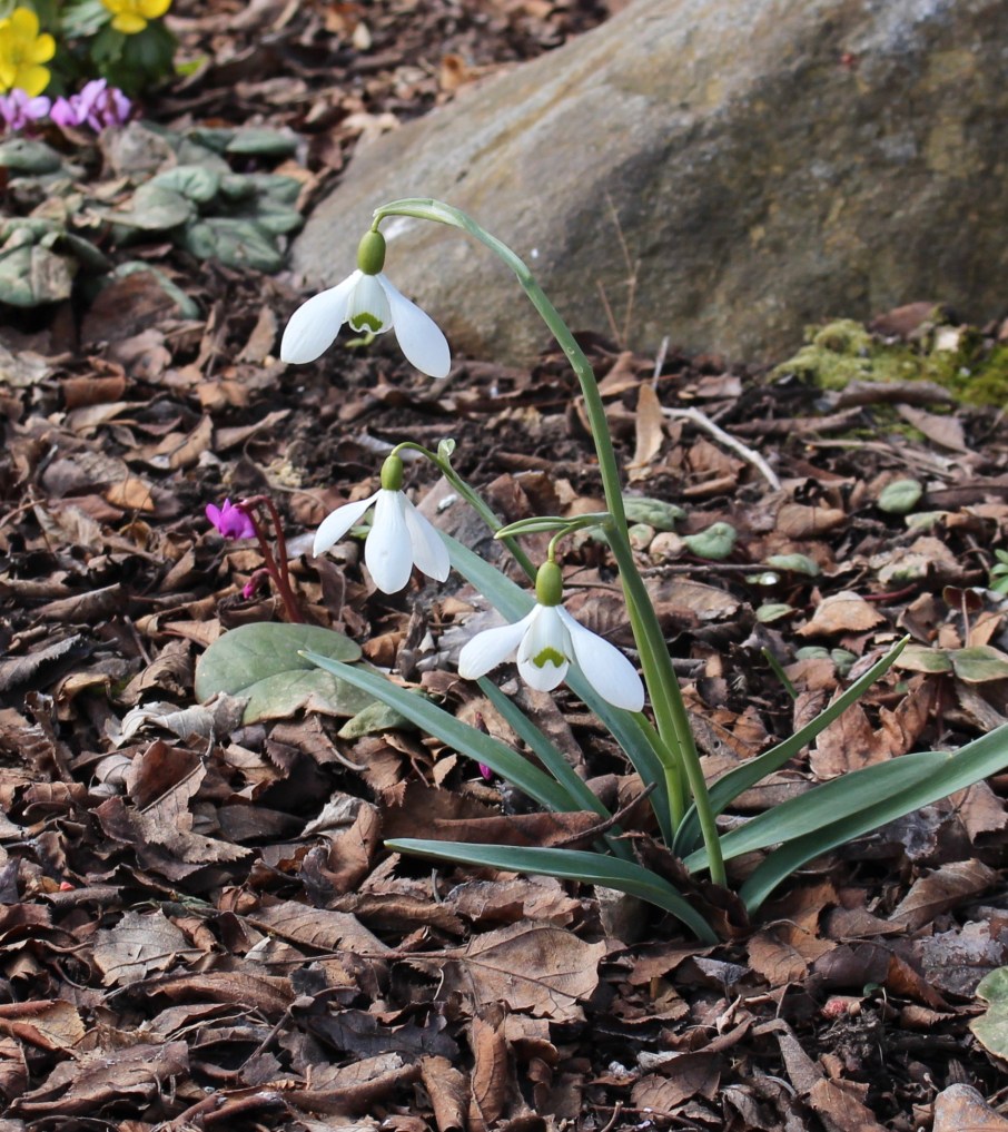 galanthus Mrs Backhouse No. 12
