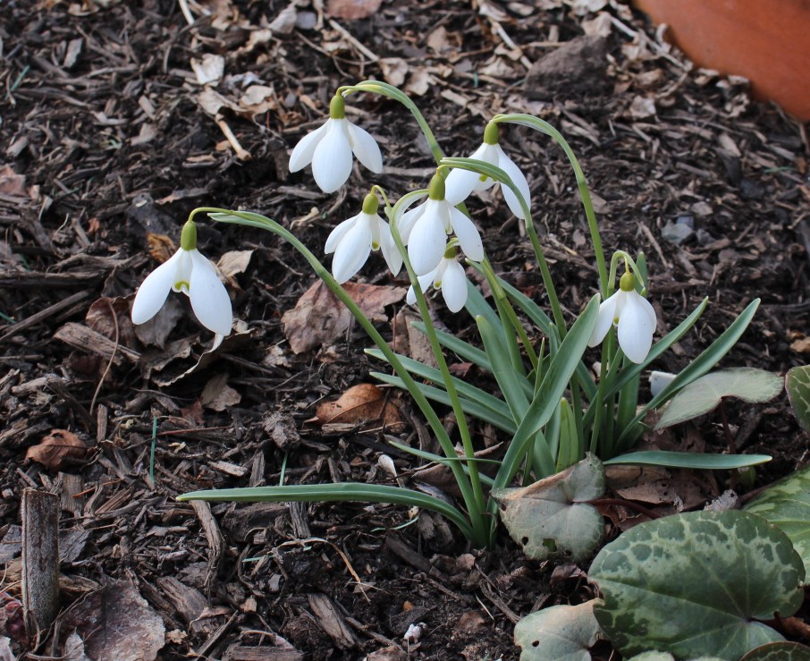 galanthus nothing special
