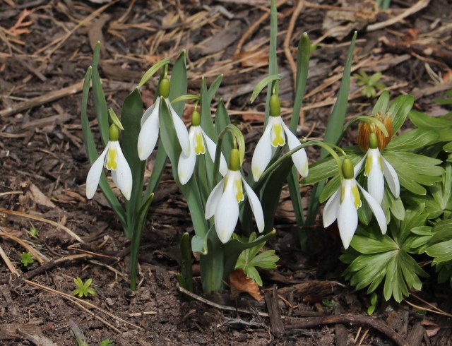 galanthus daphne's scissors
