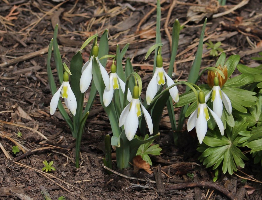 galanthus daphne's scissors