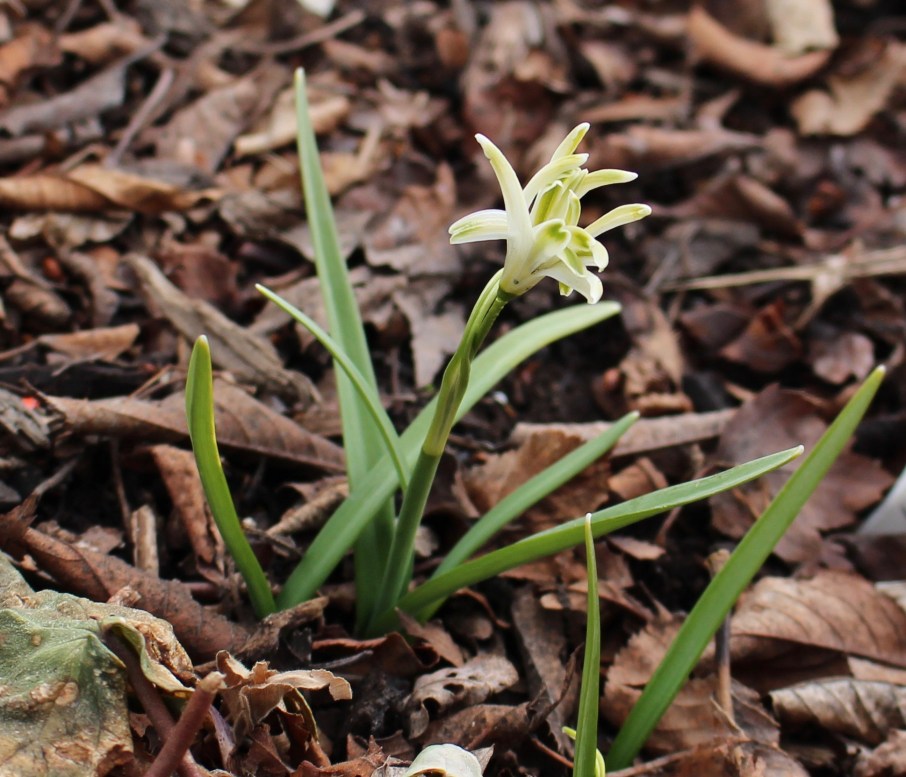 galanthus irish green