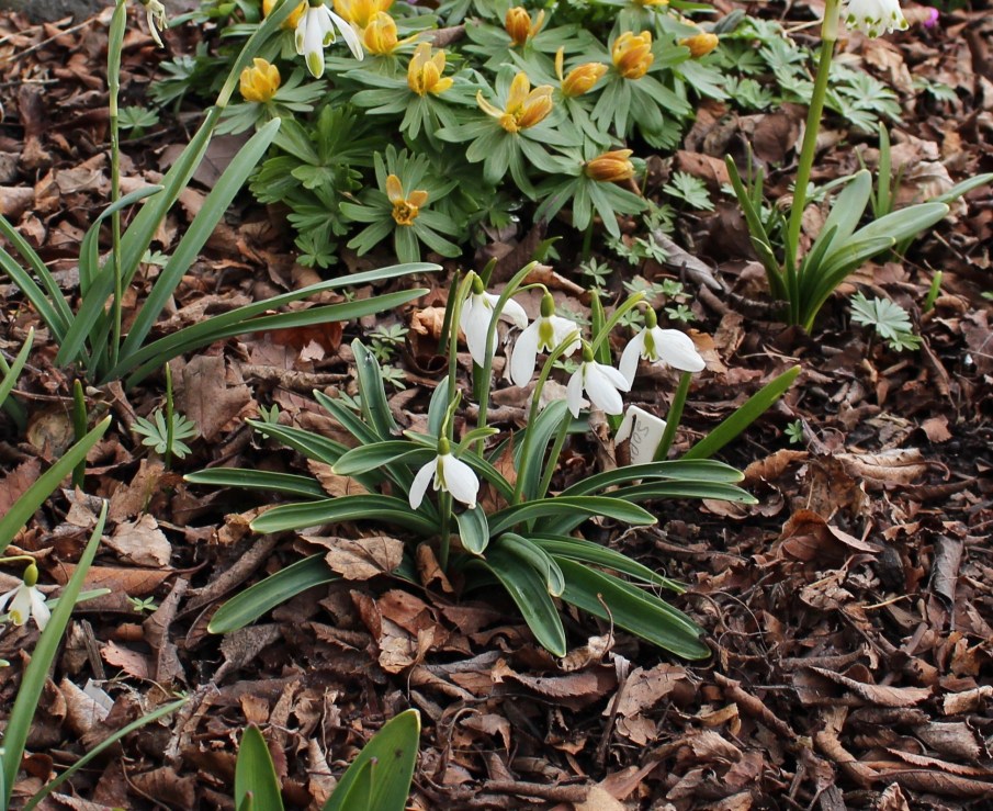 galanthus sophie north