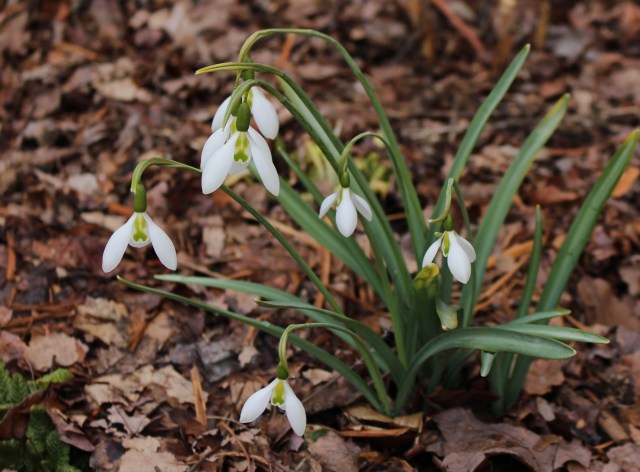 galanthus fieldgate superb