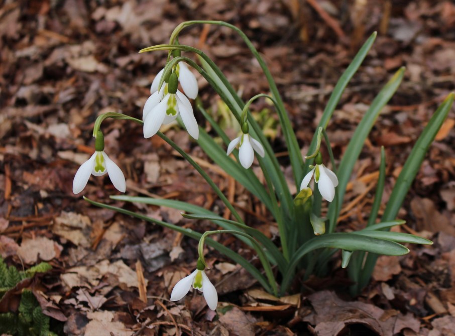 galanthus fieldgate superb