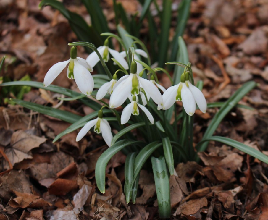galanthus curly