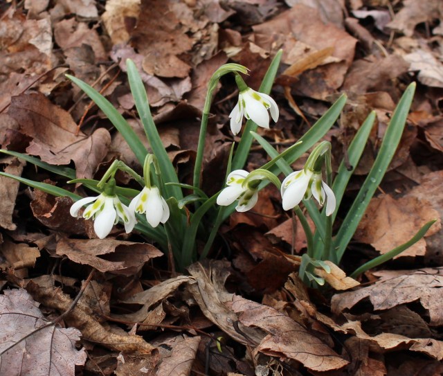 galanthus heffalump