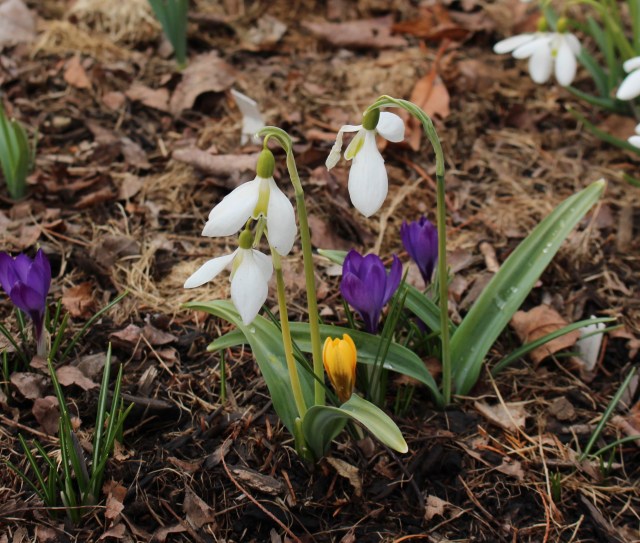 galanthus sutton courtney