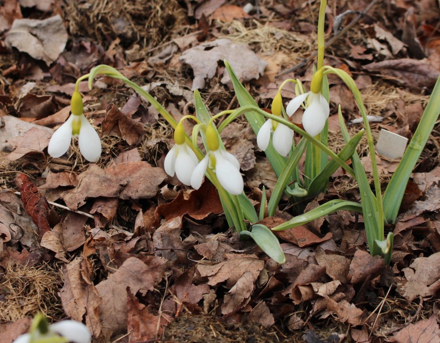 galanthus erway