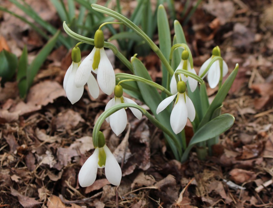 galanthus george elwes