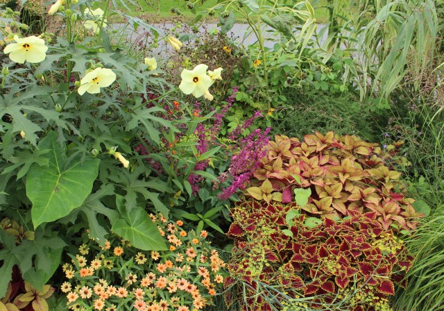coleus in a border