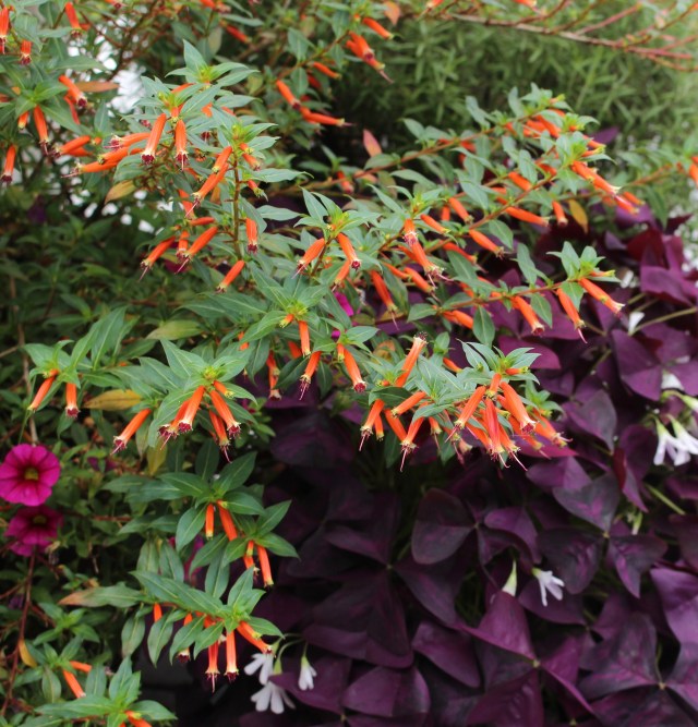 cuphea firecracker plant