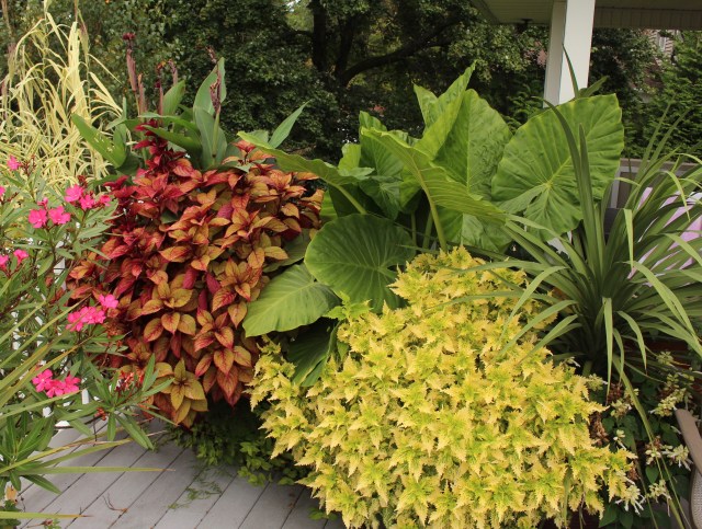 deck plantings coleus