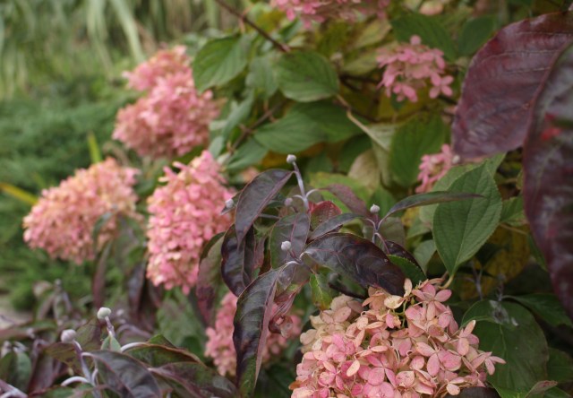 limelight hydrangea autumn