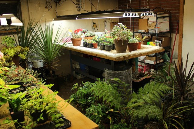 growing under lights