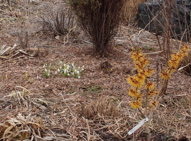 hamamelis barmstedt gold