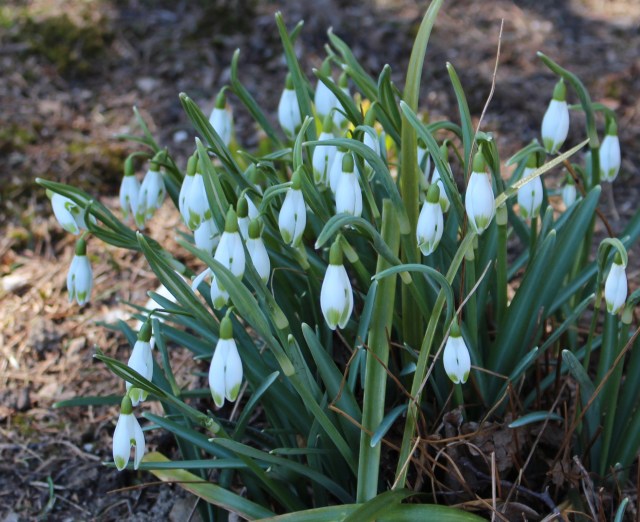 galanthus viridapice