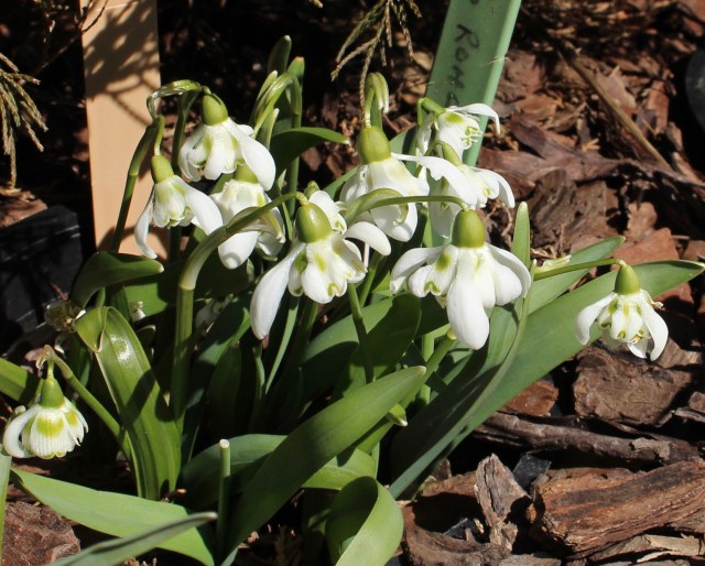 galanthus bernard rohlich