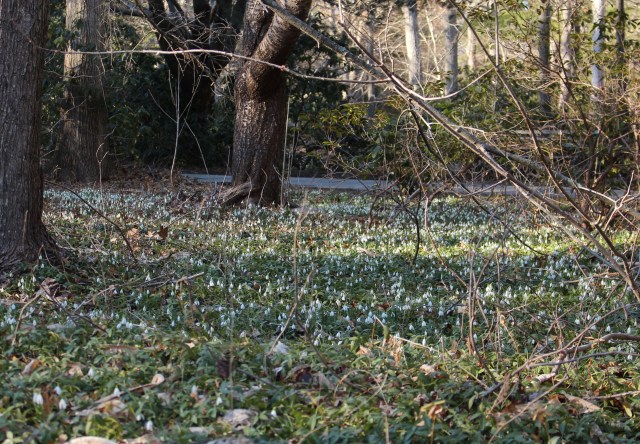 naturalized snowdrops galanthus