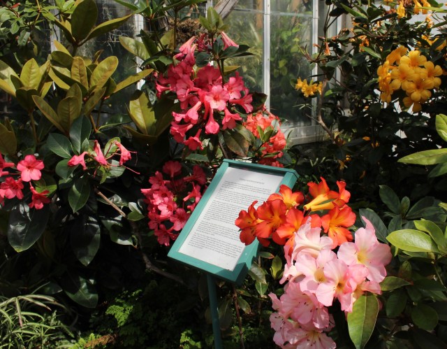 planting fields rhododendron vireya