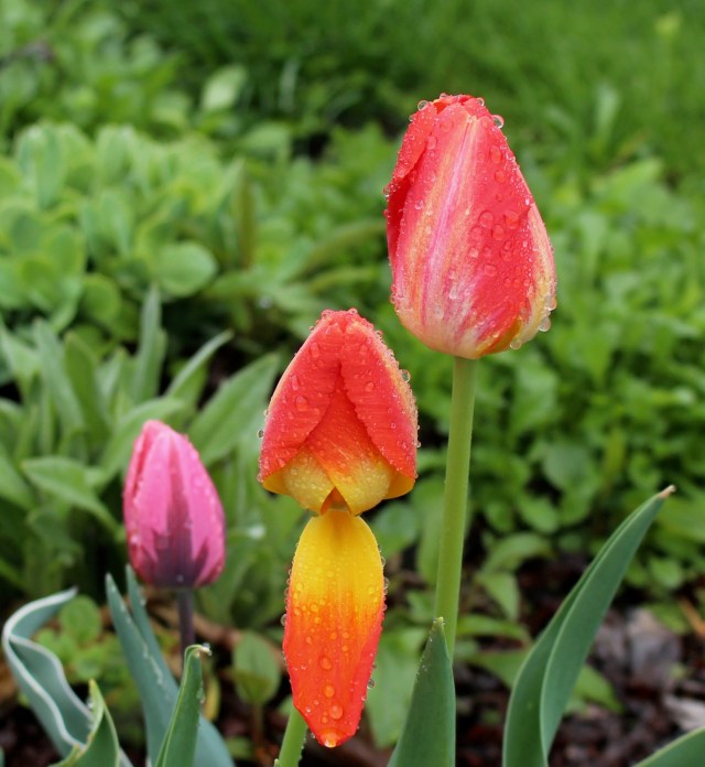 perennial tulips