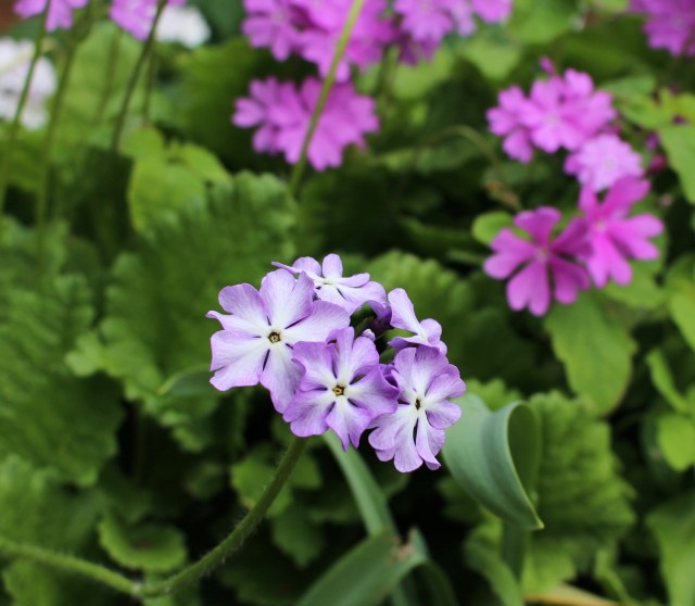 primula sieboldii
