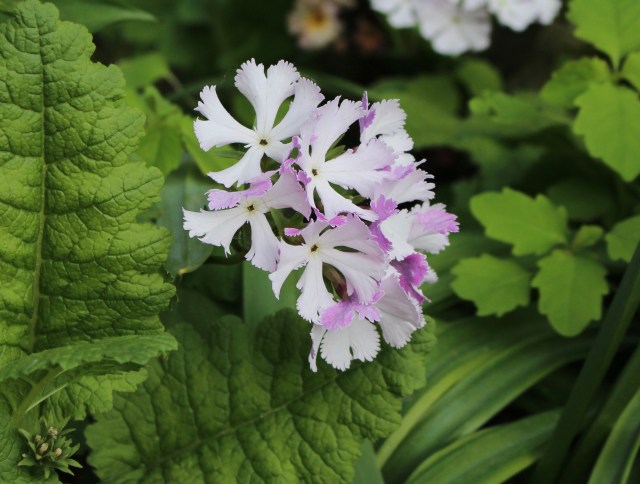 primula sieboldii