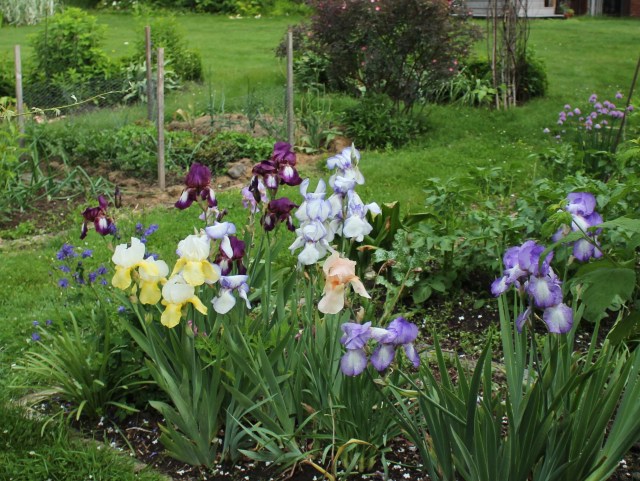 historic iris