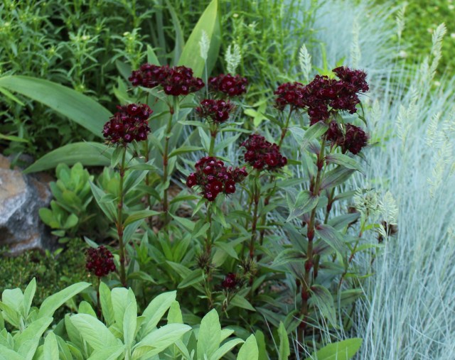 dianthus sooty