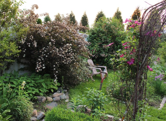 ninebark physocarpus opulifolius diablo