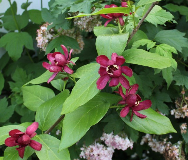 calycanthus aphrodite