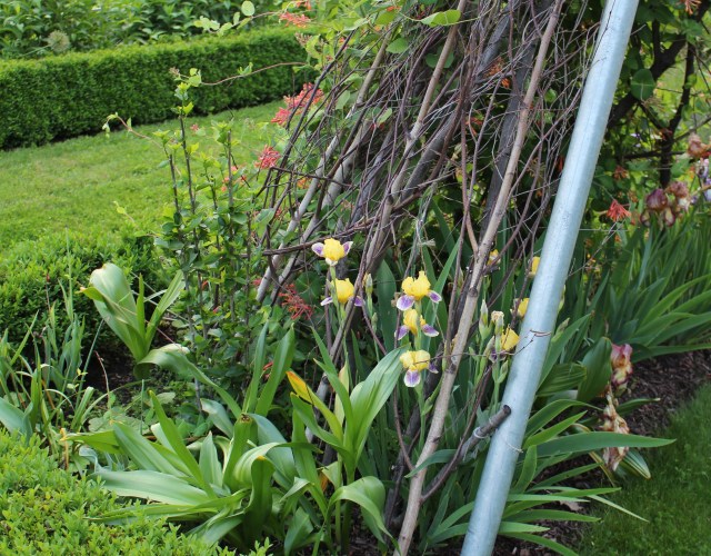 historic iris darius