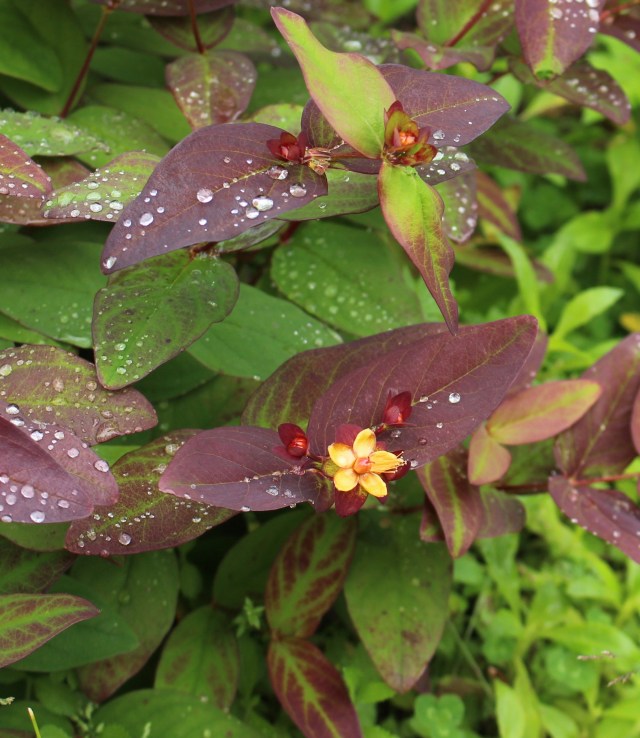 hypericum albury purple