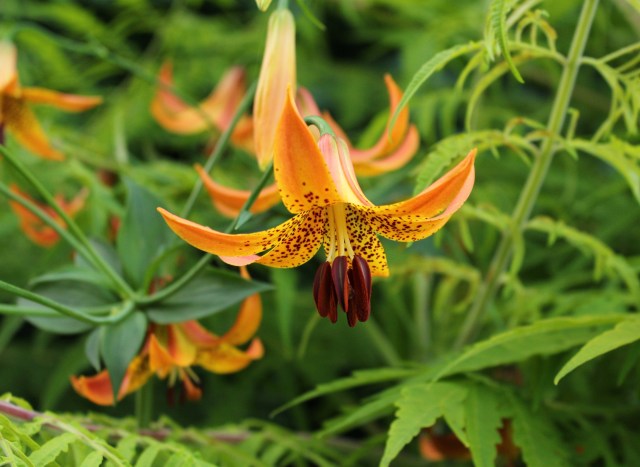 canada lily lilium canadense