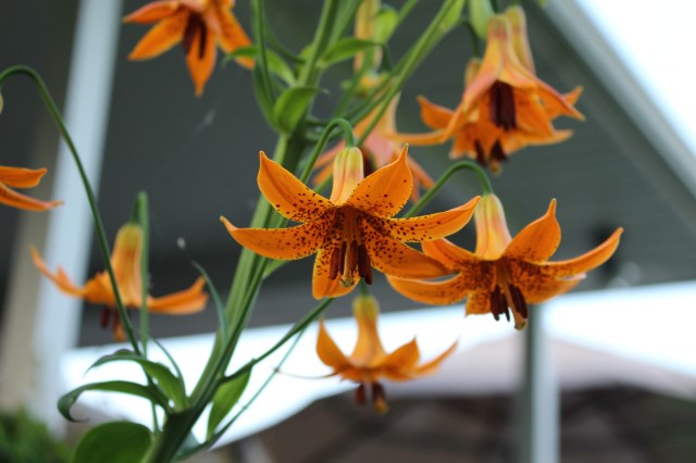 canada lily lilium canadense