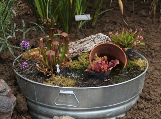 container bog garden