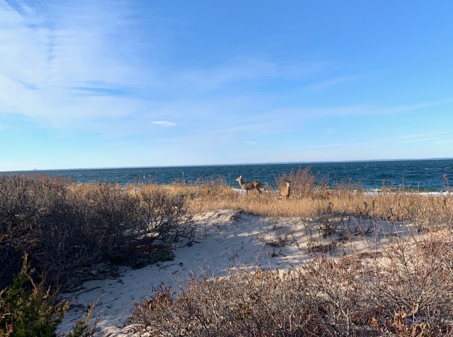 deer on Long Island