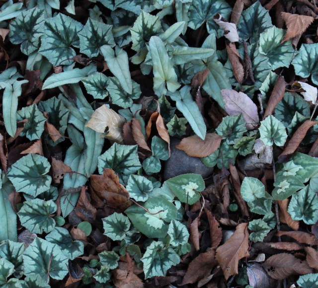 cyclamen hederifolium foliage