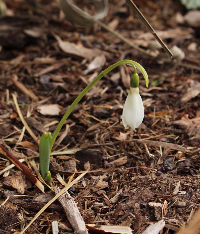 fall snowdrop