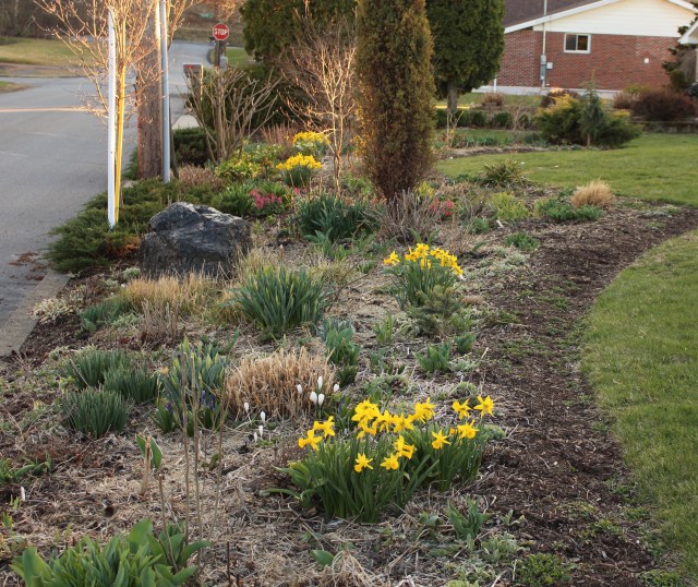 spring bulb border