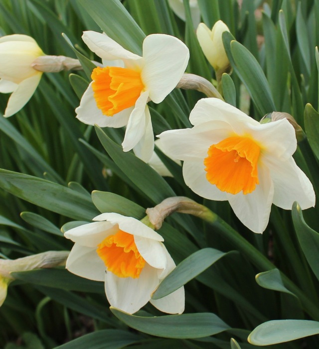 daffodil glaston
