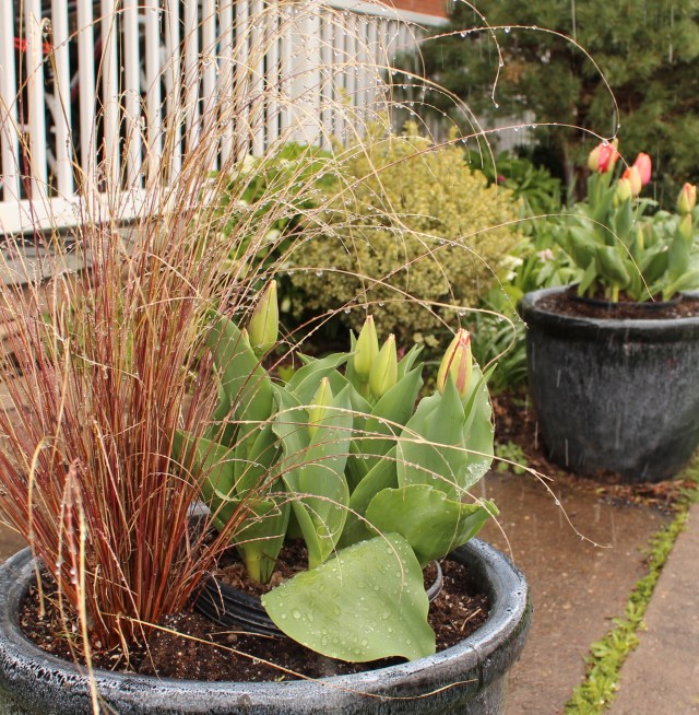 tulips in planters