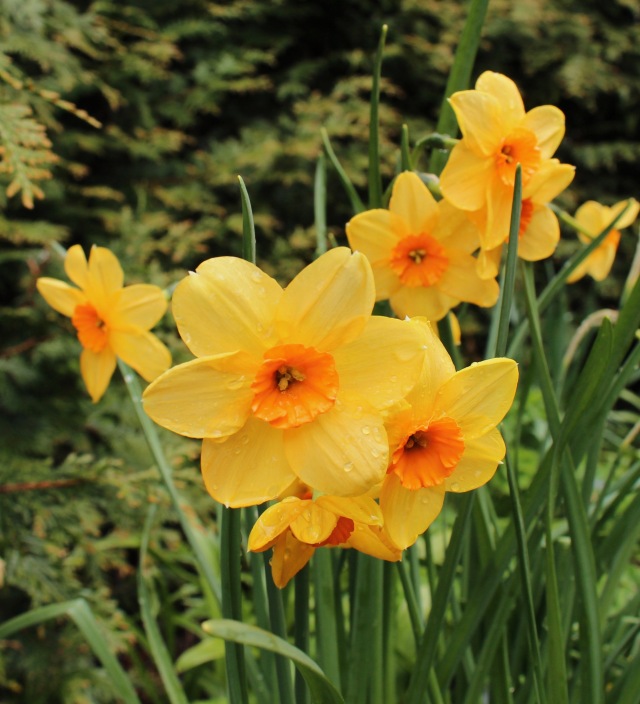 daffodil kedron