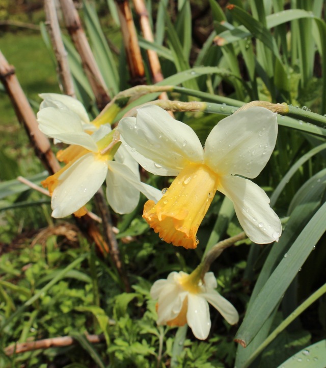 daffodil mrs ro Backhouse