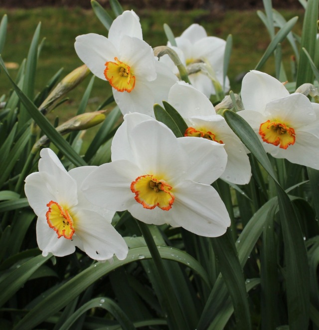 daffodil dress circle
