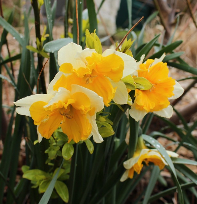 daffodil cassata