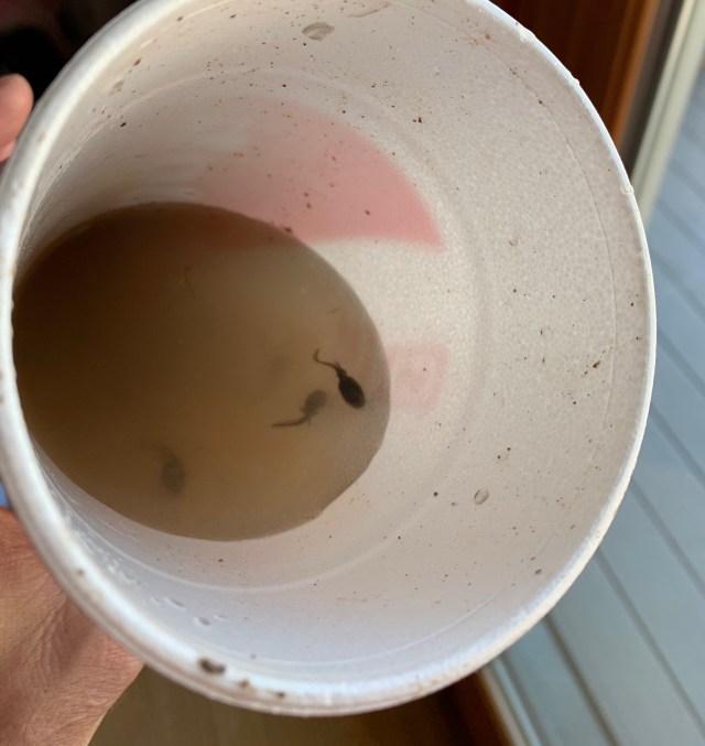 tadpole rescue